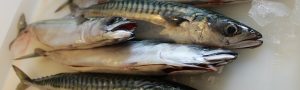 vale-house-kitchen-fish-course-mackerel