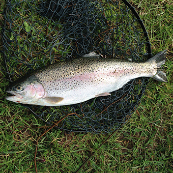Vale-House-Kitchen-Fly-Fishing-Trout
