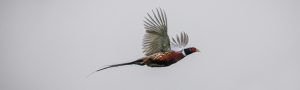 Vale-House-Kitchen-Pheasant-Flying